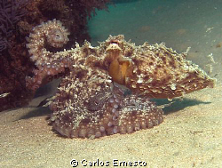 Octopus vulgaris by Carlos Ernesto 